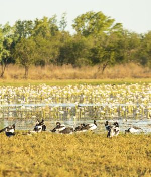 Carpentaria